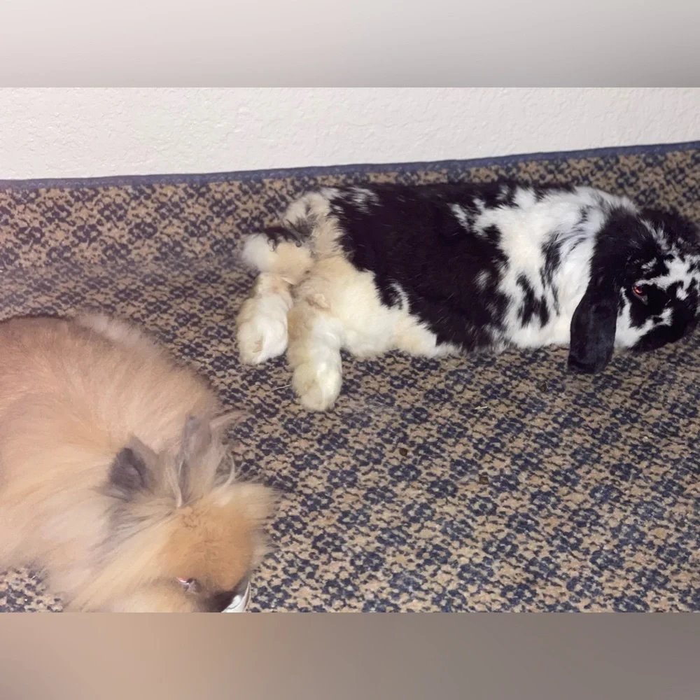 Fuzzy Bunny Ring adjustable light brown - Picture 5 of 5